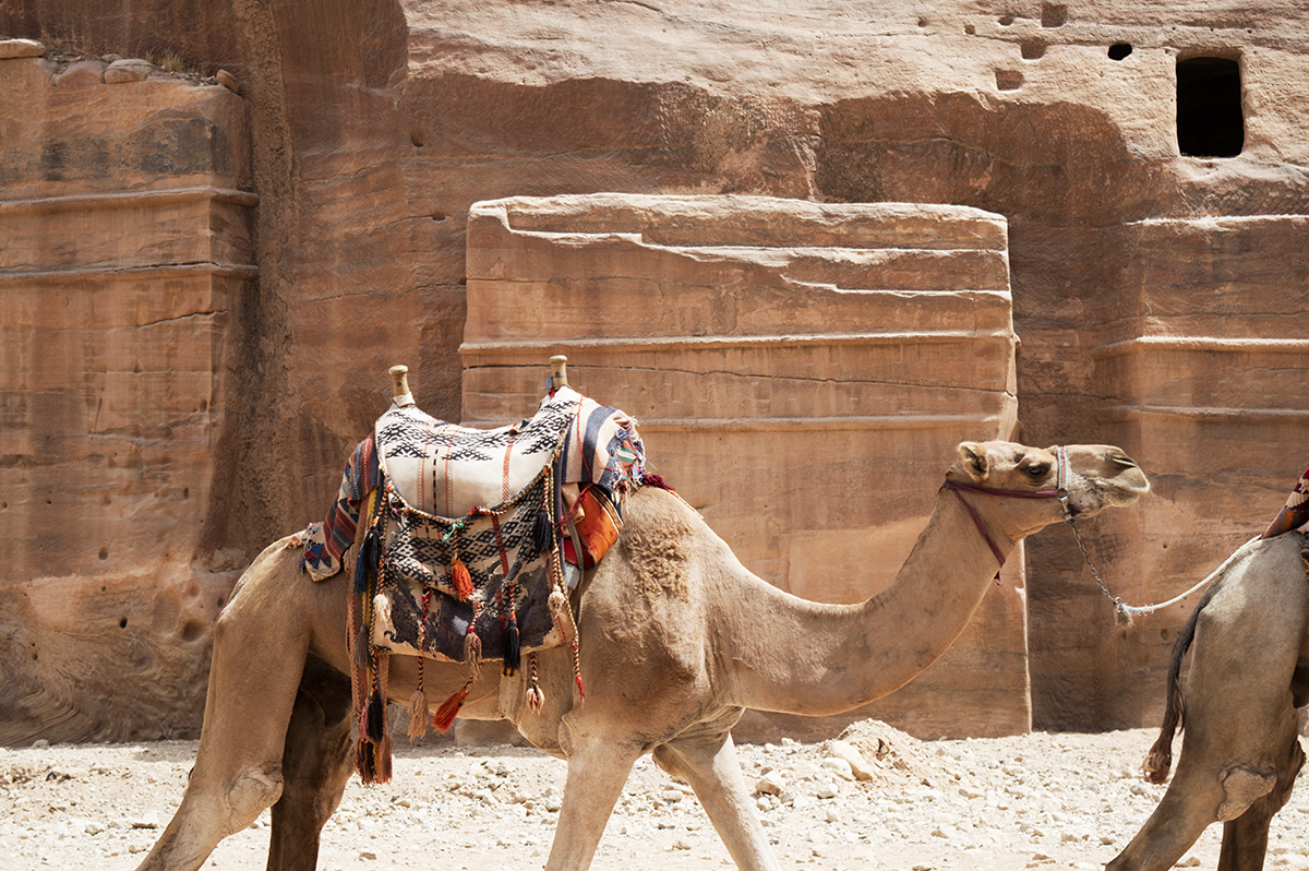 camel petra